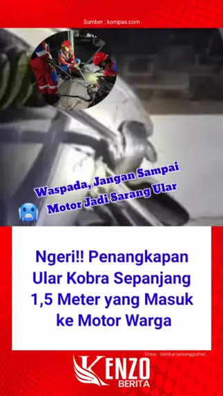 Ular Kobra Jawa Yang Masuk Ke Dalam Motor Yamaha Matic Di Bintaro News