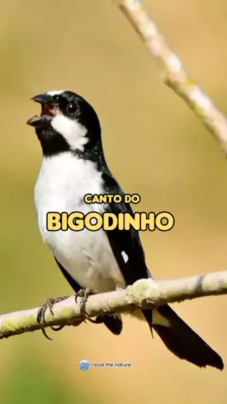 CANTO DO BIGODINHO O canto do bigodinho emite um som que encanta pela ...